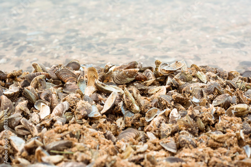 Mussel shells lie on the seashore