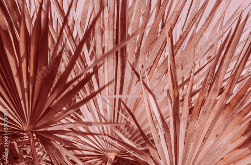 palm leaves subtle graphics background red