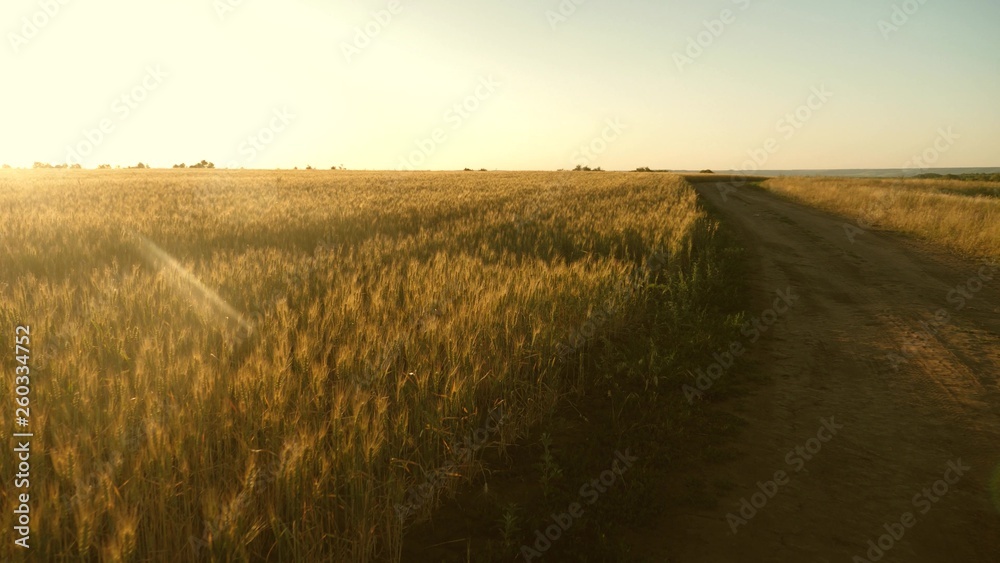 a large field of ripe wheat and a rural road. Spikelets of wheat with grain shakes wind. Grain harvest ripens in summer. The concept of agricultural business. organic wheat