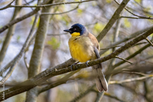 A blue-crowned laughingthrush perched in a tree