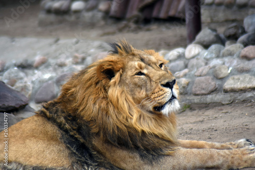 A male lion portrait
