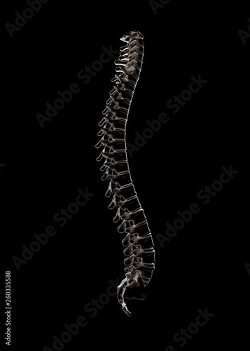 Skeletal human spine on Black 3D Rendering