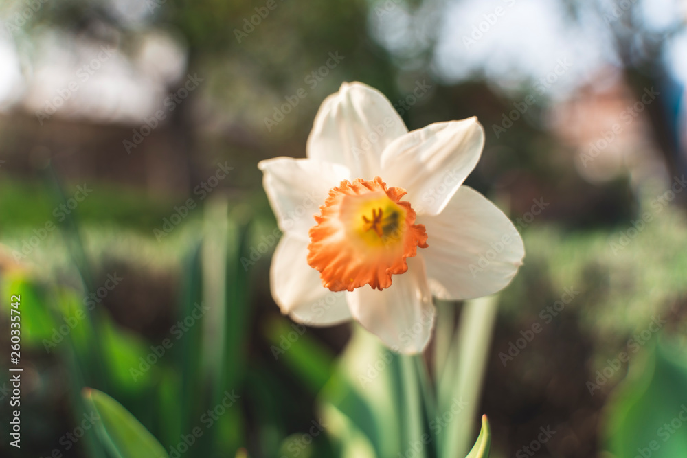 Fototapeta premium Spring flowers