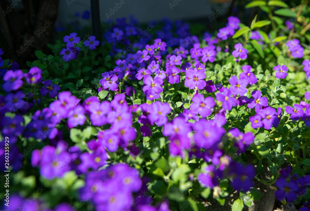Blumenmeer auf dem Grab