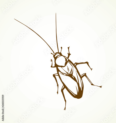 Cockroach. Vector drawing