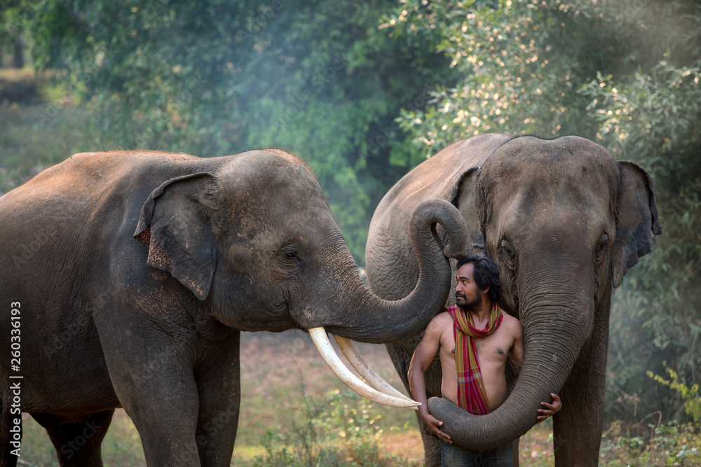  Thai Mahout and elephants enjoying in the forest