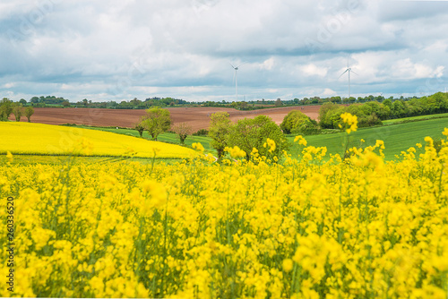 Beautiful spring landscape with yellow rapeseed field