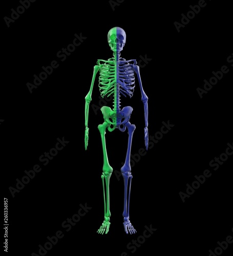 Human Anatomy Skeleton 3D Rendering © Lasha Kilasonia