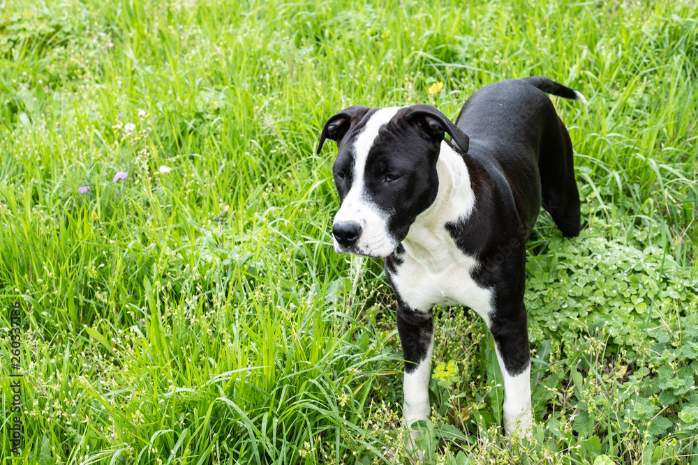 Staffordshire Terrier breed on obedience on the background of green 
