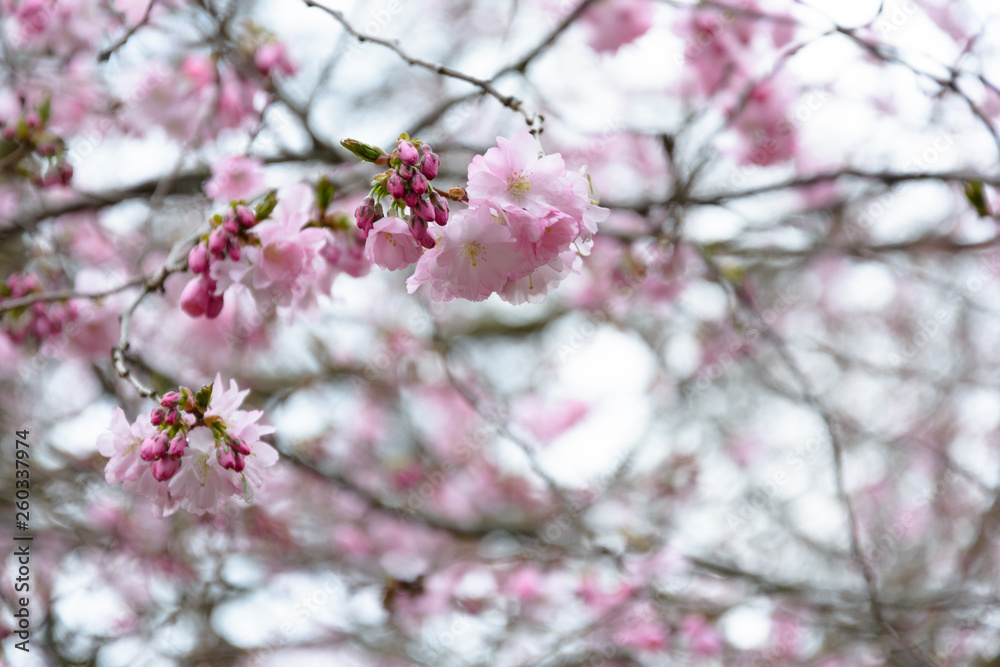 Cherry blossom in a park gothenburg sweden Cherry blossom in a park gothenburg sweden