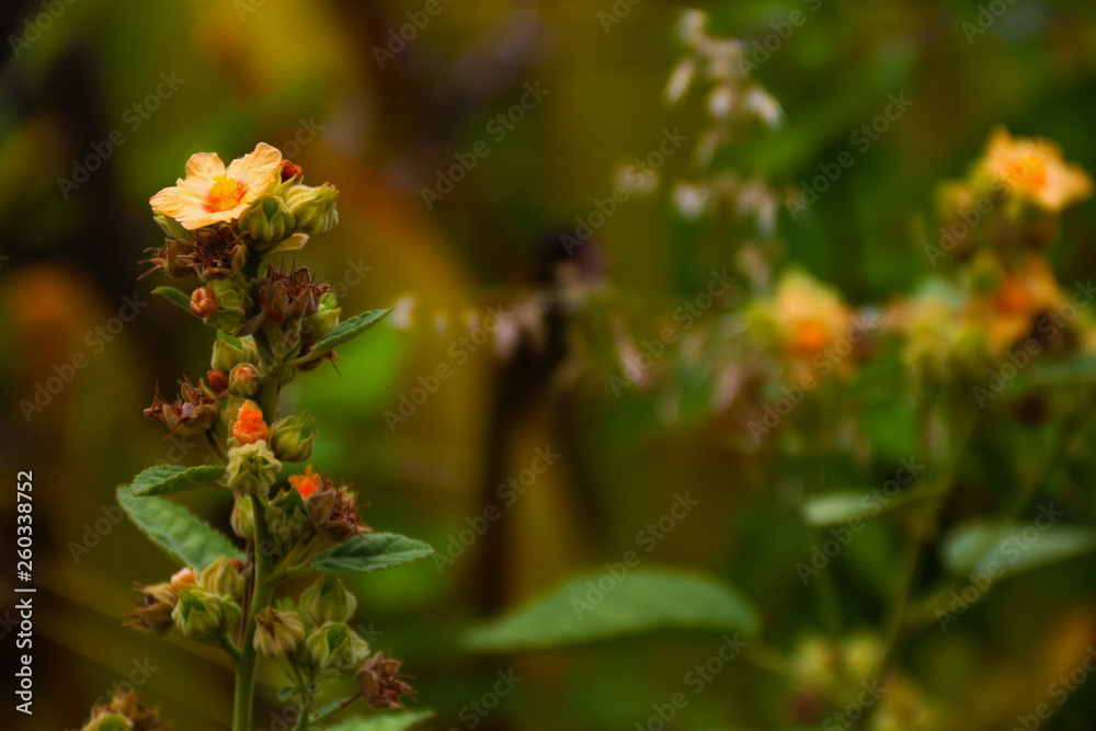 flores belas flores belas