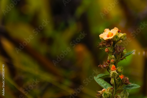 yellow flowers in the garden