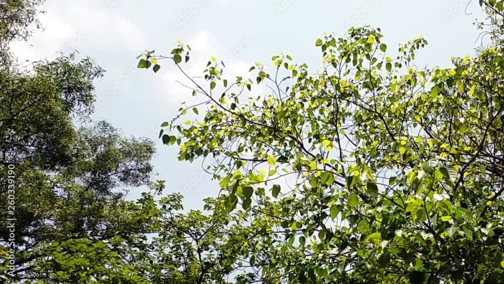 Spring Leaves Swaying in the Wind Spring Leaves Swaying in the Wind