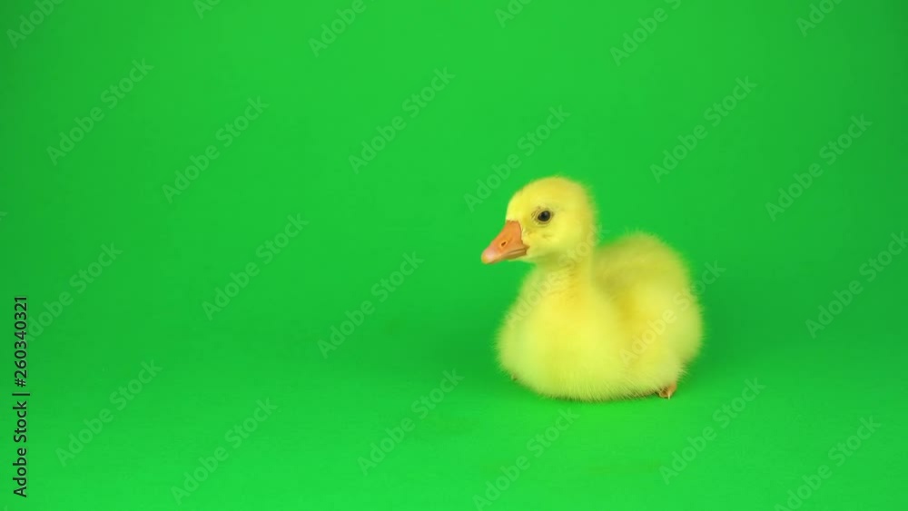 Little duck on a green background Little duck on a green background