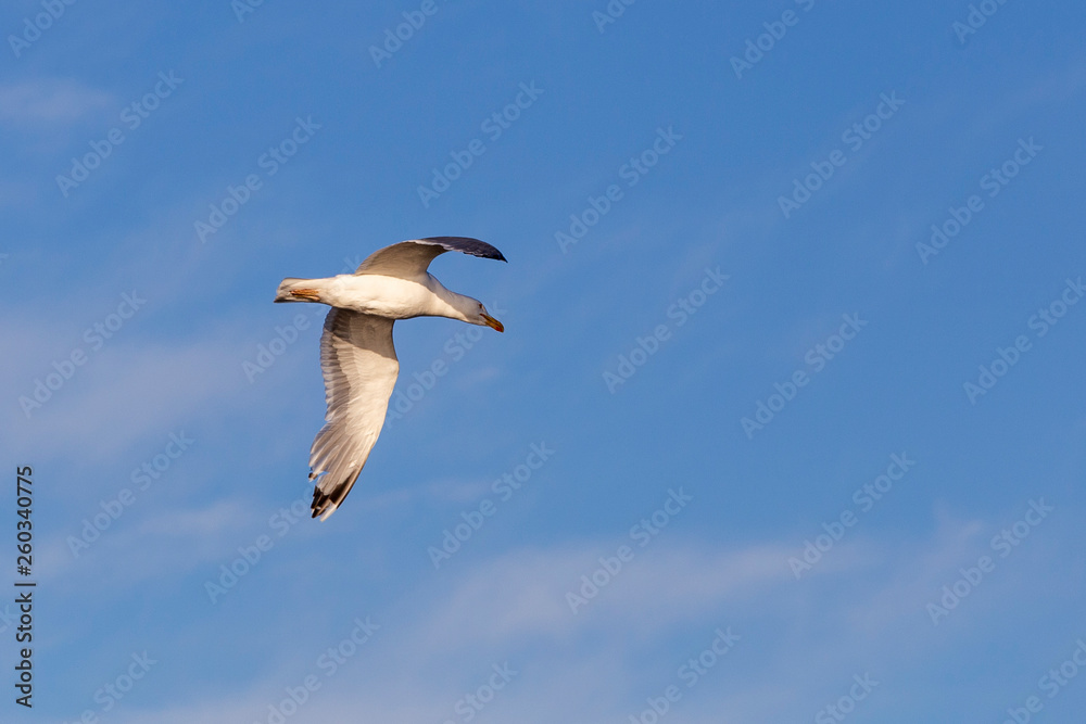 A Image of seabirds. Image of seagulls. A Image of seabirds. Image of seagulls.