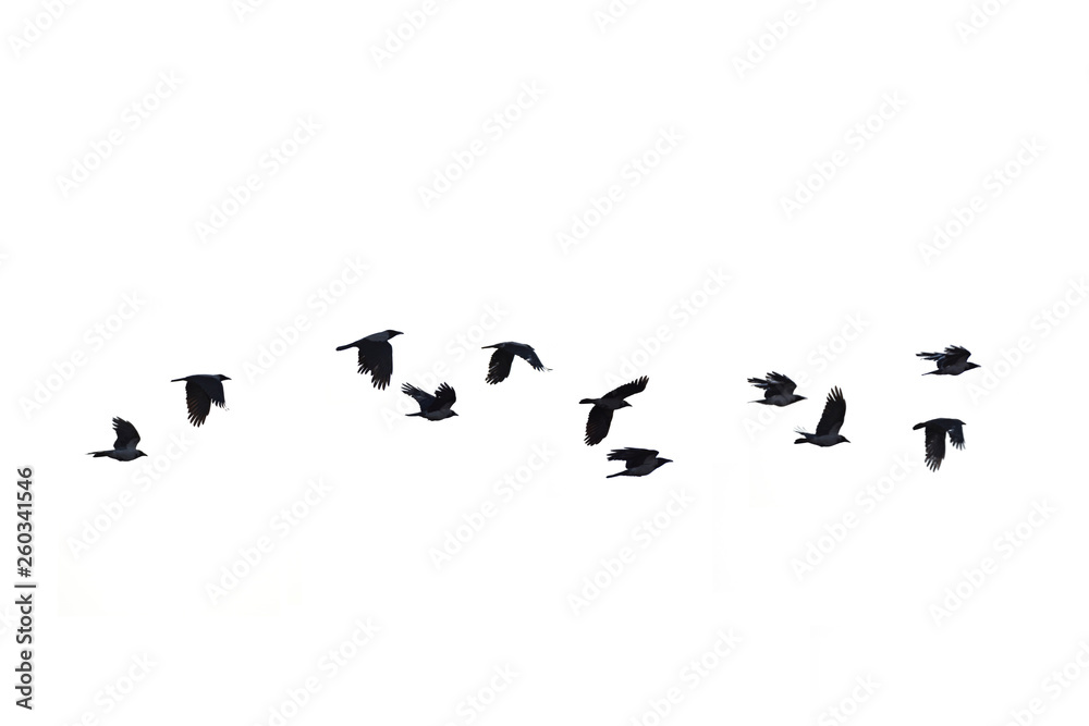 flying crows white background