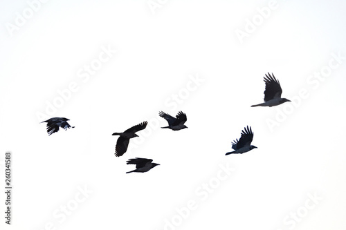 flying crows white background photo