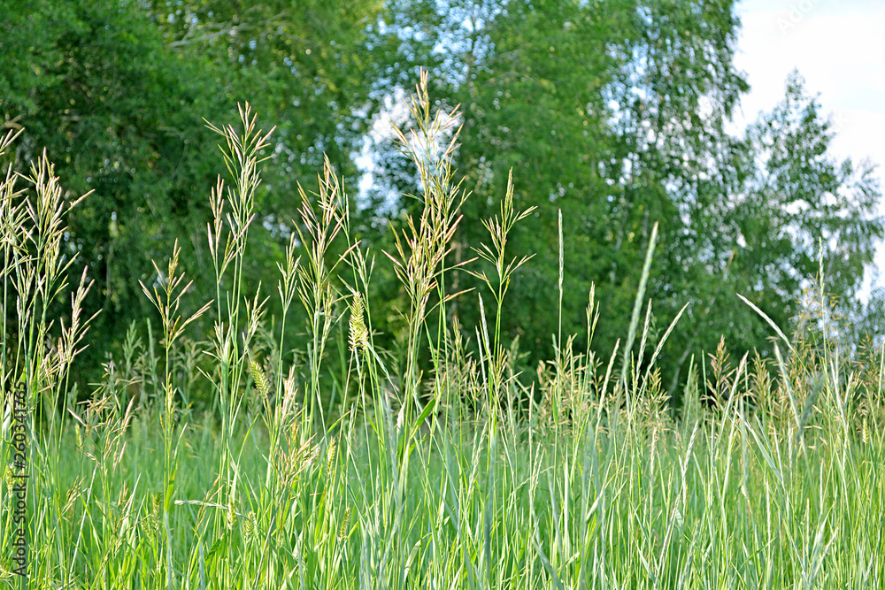 Obraz premium Tall grass on a background of green trees