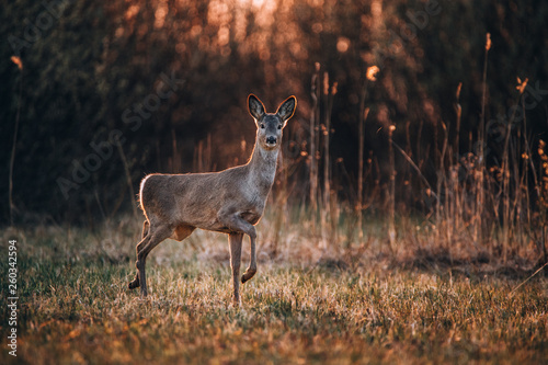 Roe deer in spring time at ...