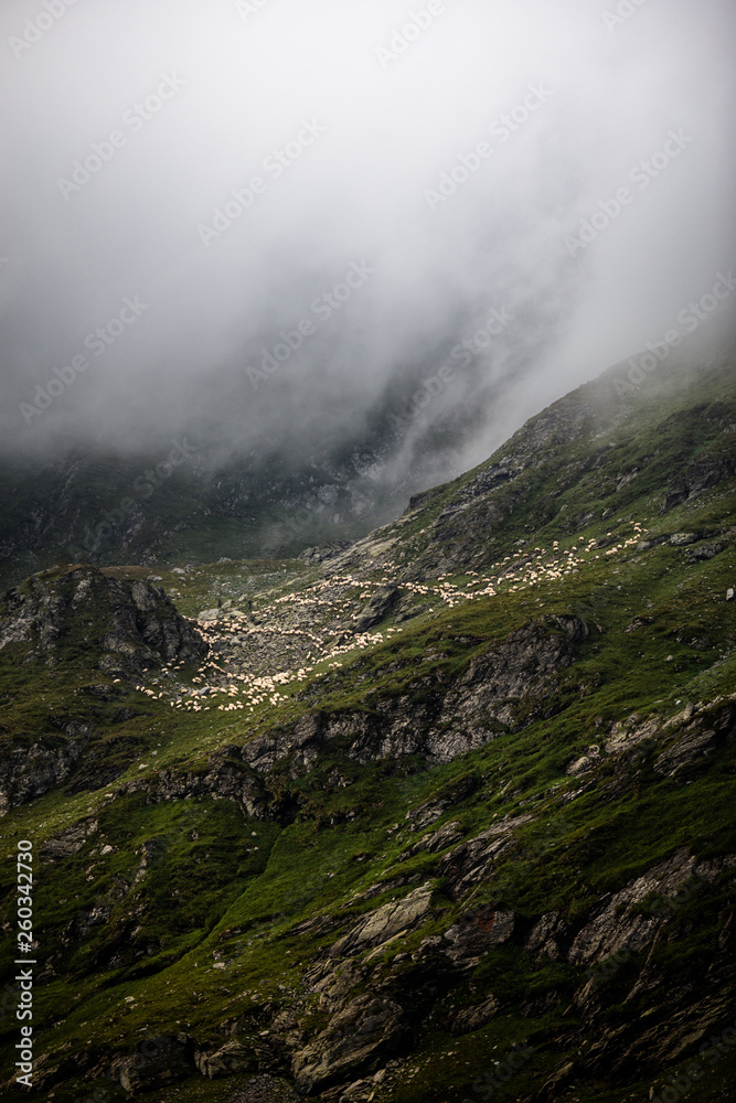 Foggy mountains with a flock of sheeps,captured in Fagaras Mountains,Romania