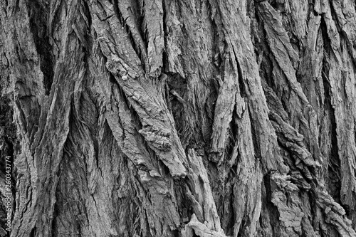 Tree´s bark nature environment © darknightsky