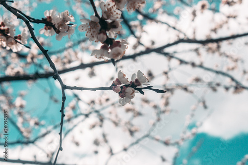 Beautiful sakura flower cherry blossom in spring. sakura tree flower on blue sky.