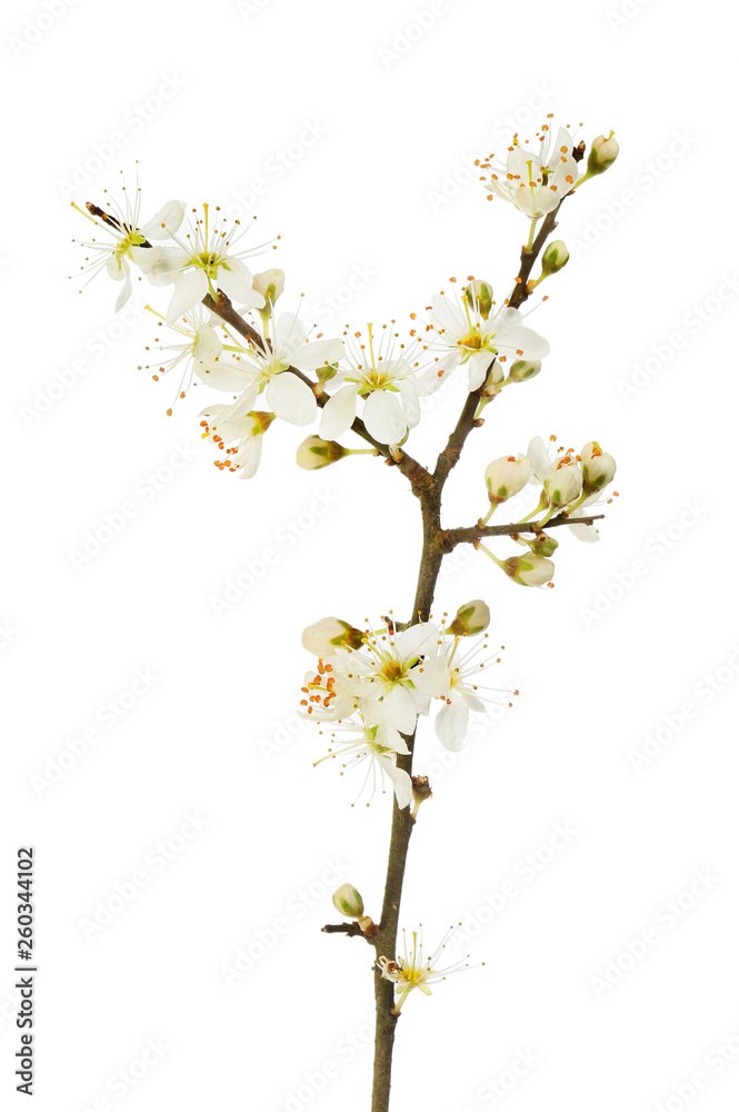 Blackthorn flowers and buds