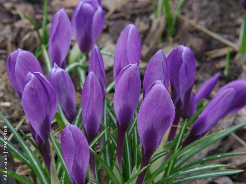 Defocused macro image of beautiful violet snowdrops Defocused macro image of beautiful violet snowdrops