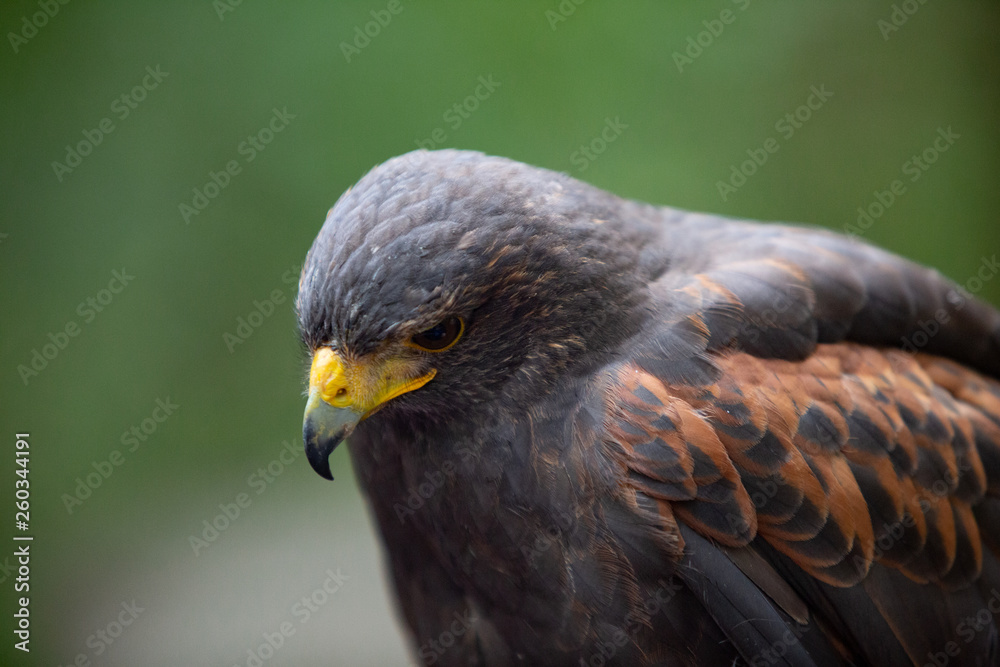 Vogel Eagle Rasse Blick nach unten Vogel Eagle Rasse Blick nach unten