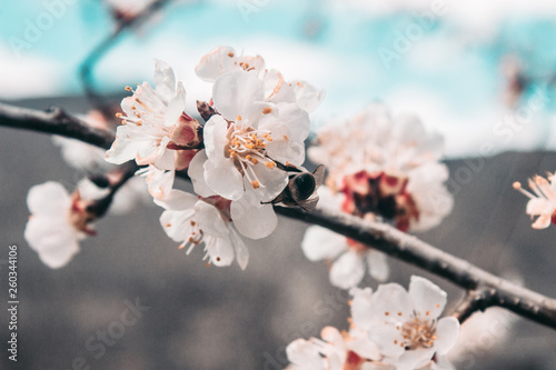 Foto Beautiful sakura flower cherry blossom in spring