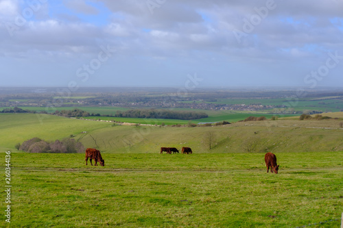 Canvas Print Walk on Southdowns Near Goodwood, West Sussex, England, Uk