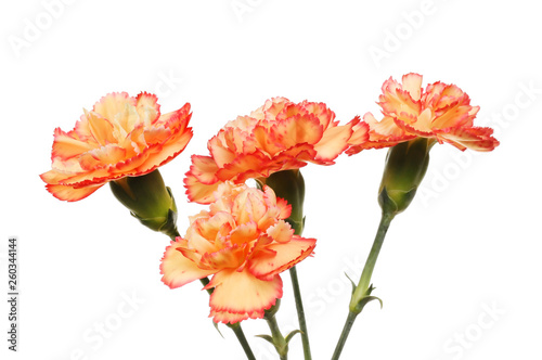 Four carnation flowers