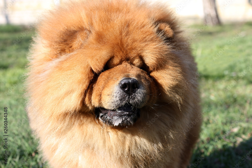 Portrait of a beautiful chow chow dog in the park