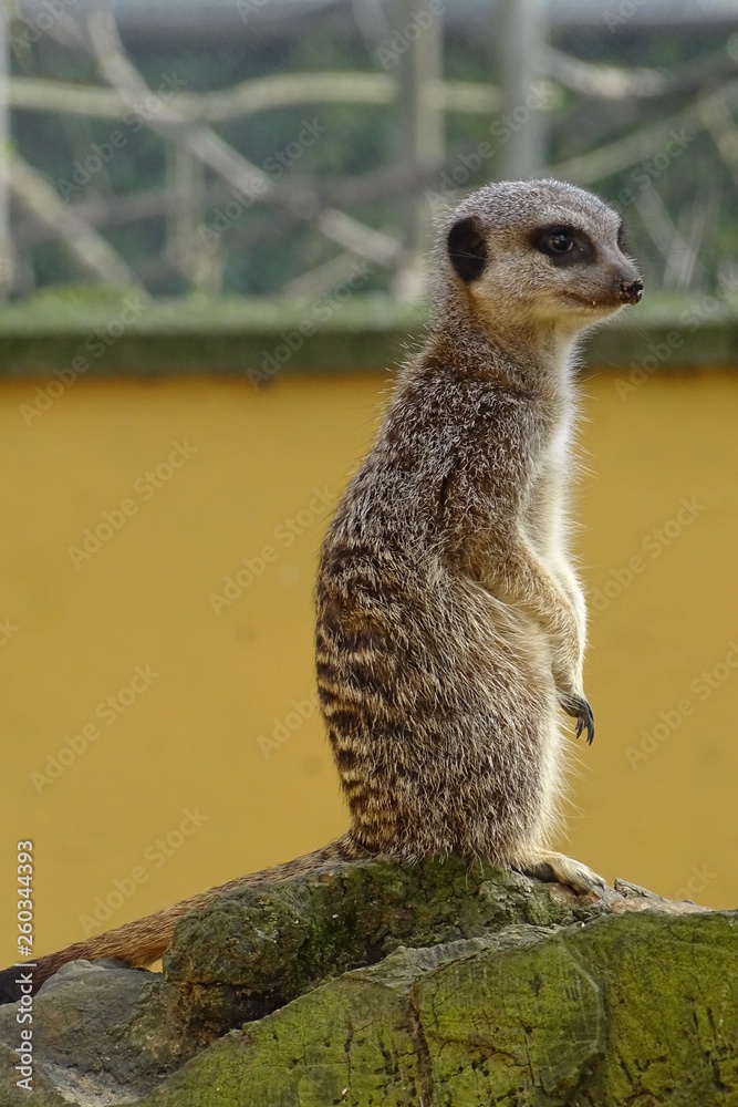 Fototapeta premium Cute, adorable meerkats