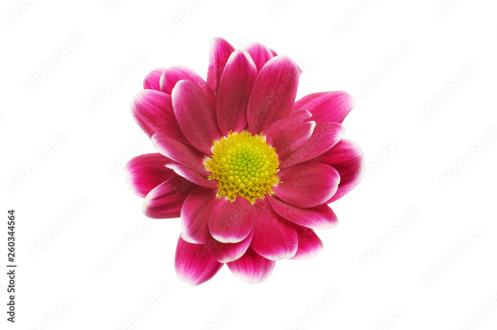 Single chrysanthemum flower