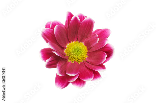 Single chrysanthemum flower