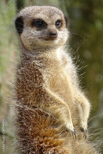 Cute, adorable meerkats