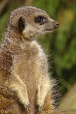 Cute, adorable meerkats