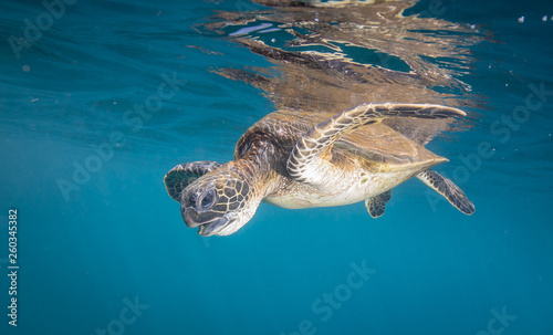 Turtle swimming down after a breath © Drew