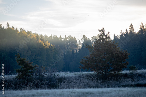 first winter frost in sunrise light in countryside © Martins Vanags