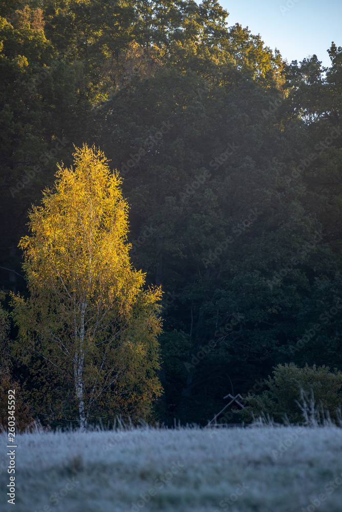 Fototapeta premium first winter frost in sunrise light in countryside