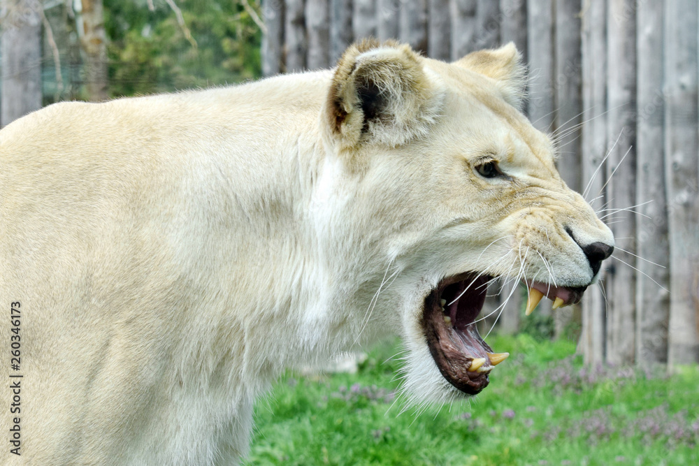White Lioness Panthera Leo Krugeri Head Closeup White Lioness Panthera Leo Krugeri Head Closeup