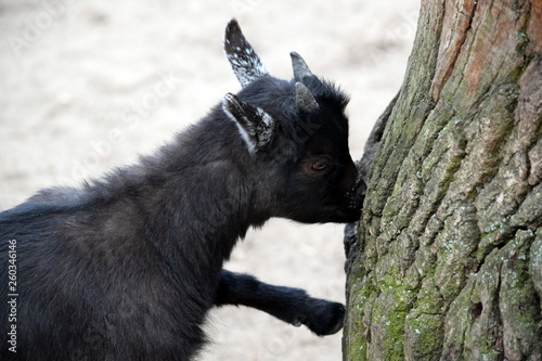 Black Small Cub Goat Female Capra Aegagrus Hircus Eating Crust © KikkiaJackson
