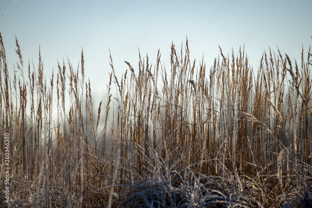 Fototapeta premium frozen sea beach in winter with low snow coverage