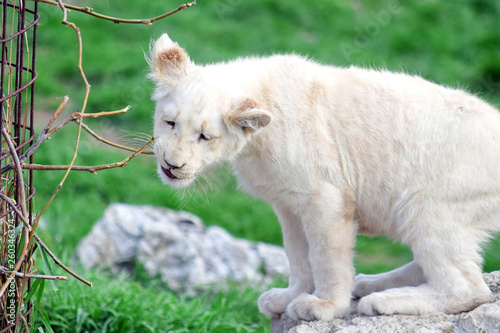 Small Baby White Lion Panthera Leo Krugeri Playing with Branch
