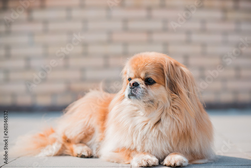 Red pekingese dog on a walk. Portrait of nice golden pet 