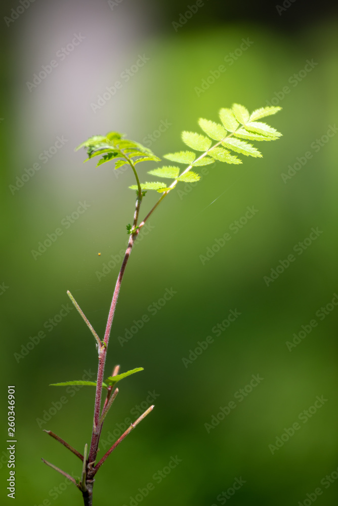 fresh green summer forest foliage with tree trunks fresh green summer forest foliage with tree trunks