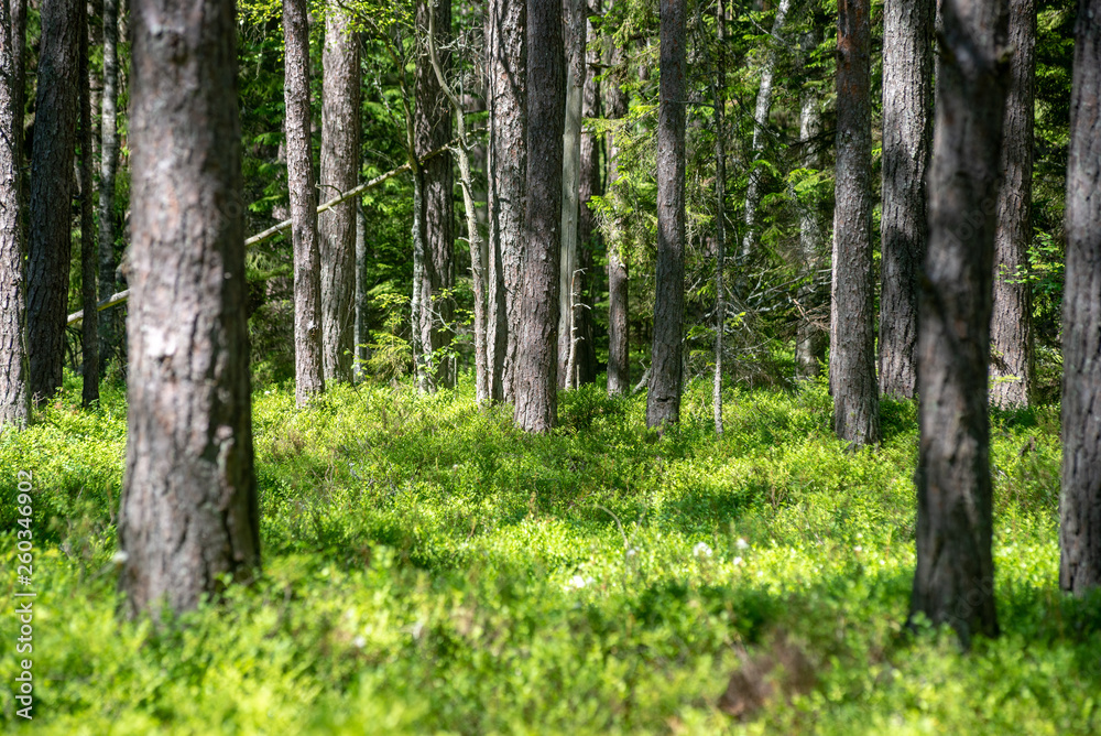 fresh green summer forest foliage with tree trunks fresh green summer forest foliage with tree trunks
