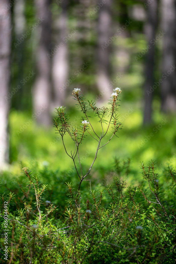Fototapeta premium fresh green summer forest foliage with tree trunks
