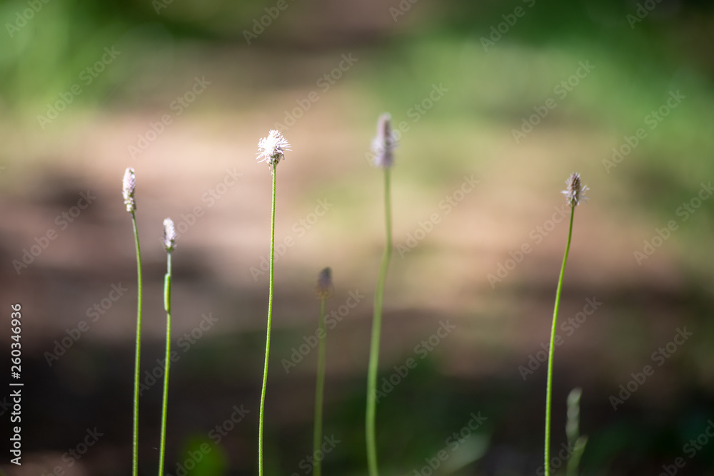 fresh green summer forest foliage with tree trunks fresh green summer forest foliage with tree trunks